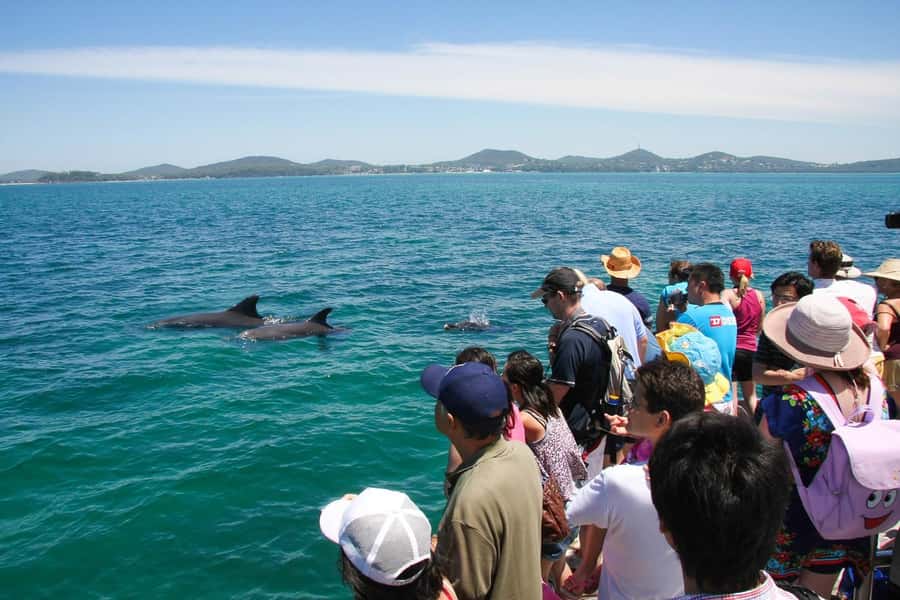 Port Stephens: Dolphin Cruise, Lunch, Koalas & Sandboarding - Price and Value: Is $140 Fair for 3 Big Activities?