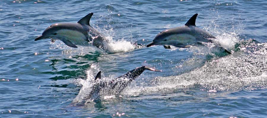 Port Stephens: Dolphin, Lunch, Koalas&Sandboarding -Mandarin - Key things to know before you go