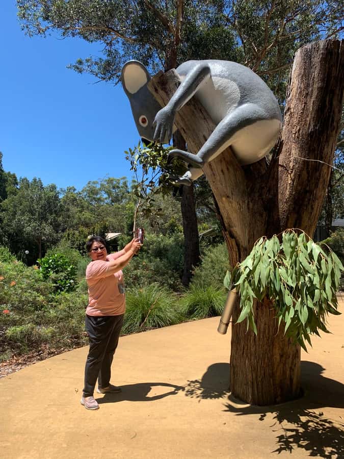 Port Stephens: Dolphin, Lunch, Koalas&Sandboarding -Mandarin - Price and value: is $140 a fair deal?