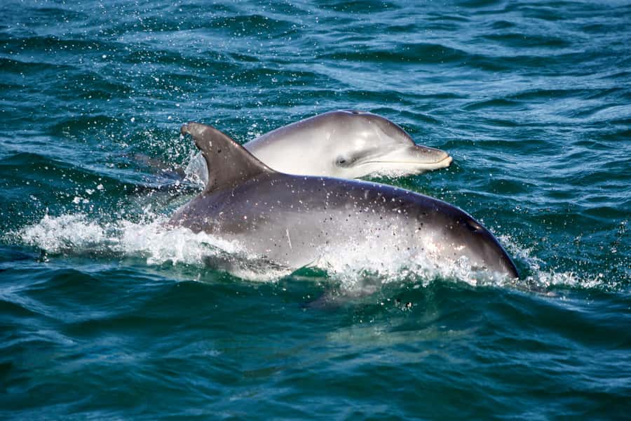 Port Stephens: Dolphin, Lunch, Koalas&Sandboarding -Mandarin - Your guide and the human touch on a wildlife-adventure day