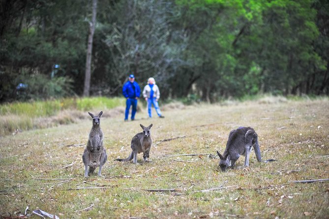 Private Blue Mountains and Winery Day-Trip from Sydney - Blue Mountains viewpoints: how to get the best light