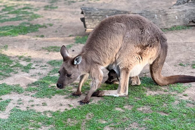 Private Blue Mountains Day Trip VIP from Sydney luxury Mercedes - Leura lunch and shops: where the day slows down