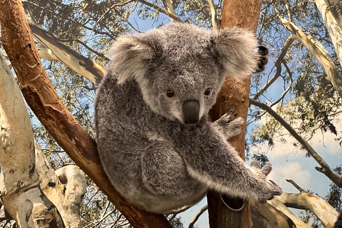 Private Blue Mountains Day Trip VIP from Sydney luxury Mercedes - Featherdale Wildlife Park: one hour, real animal time