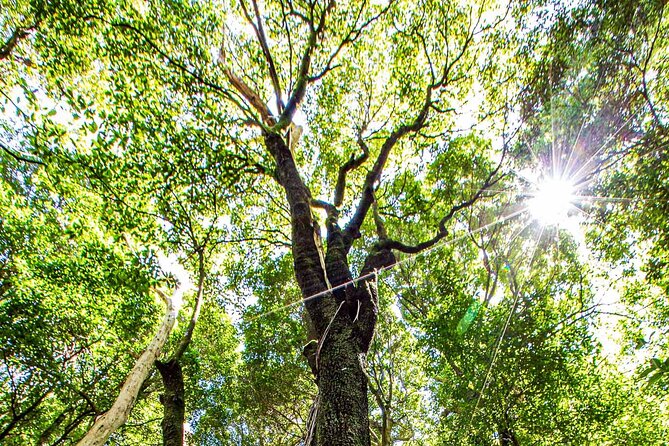 Private Blue Mountains Escape The Crowds Mercedes Tour - Wentworth Falls rainforest walk: best for feet, lungs, and photos