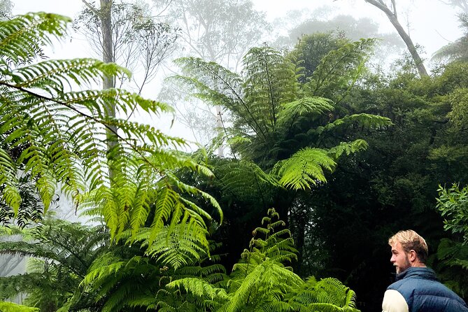Private Blue Mountains Tour | Waterfalls, Koalas & Views - Wentworth Falls and the Undercliff Track: waterfalls with a smart hike