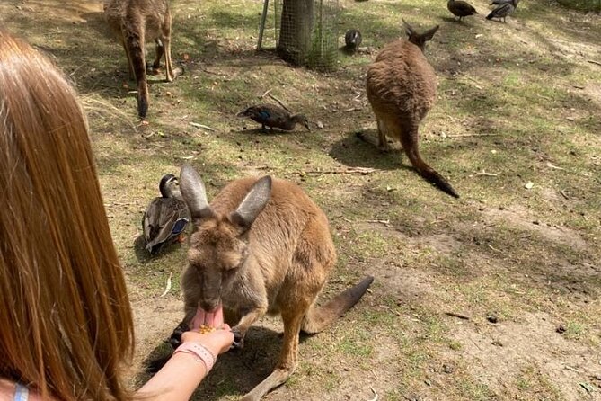 Private Blue Mountains Tour | Waterfalls, Koalas & Views - Scenic World: optional cable cars and the steep rainforest ride