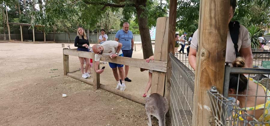 Private BlueMountains, ScenicWorld & AustralianWildlife Tour - A 10-hour private plan that fits real-world timing