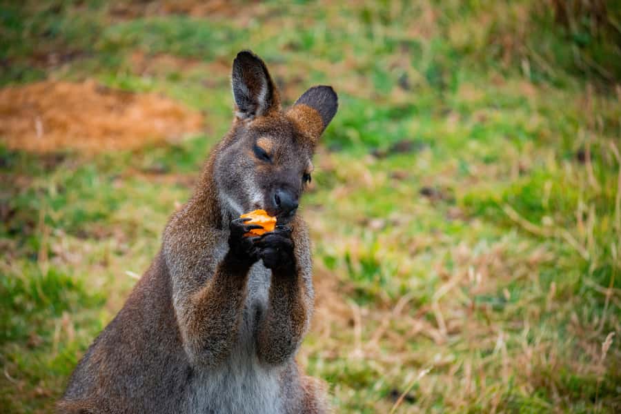 Private BlueMountains, ScenicWorld & AustralianWildlife Tour - Featherdale Zoo: the koala and kangaroo experience with photo time