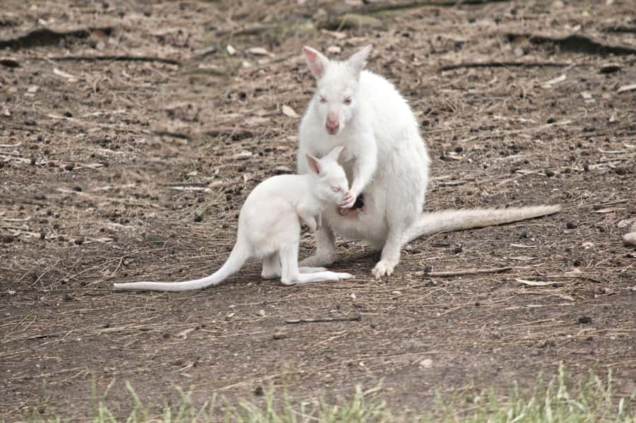 Private BlueMountains, ScenicWorld & AustralianWildlife Tour - Katoomba Falls plus Boar’s Head and Cahill’s Lookout at sunset