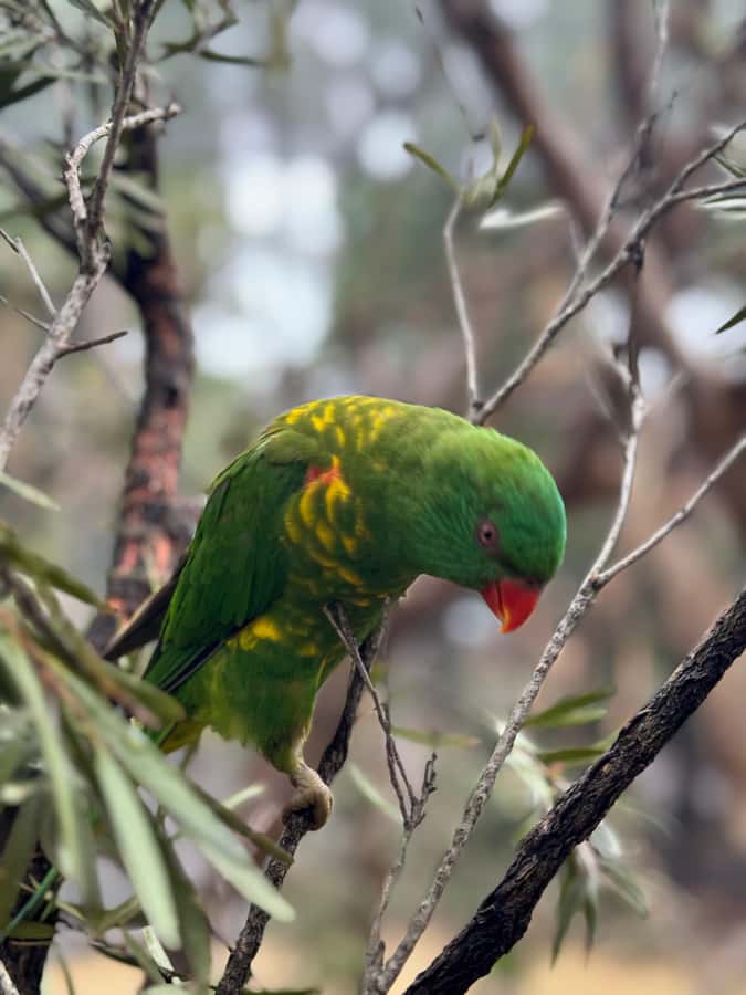 Private BlueMountains, ScenicWorld & AustralianWildlife Tour - Price and logistics: $920 per group up to 1, and why it can still make sense