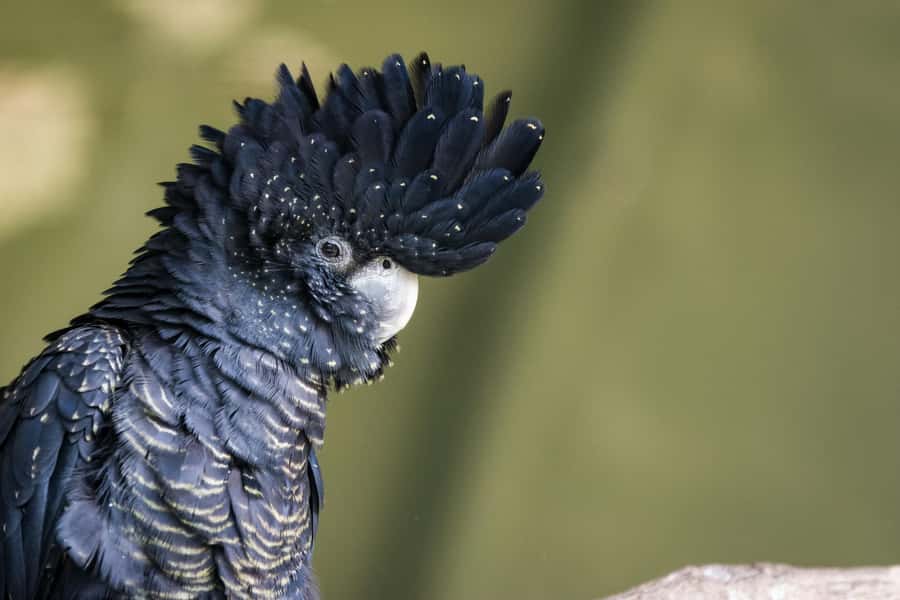 Private BlueMountains, ScenicWorld & AustralianWildlife Tour - What to bring and the limits to know before you go