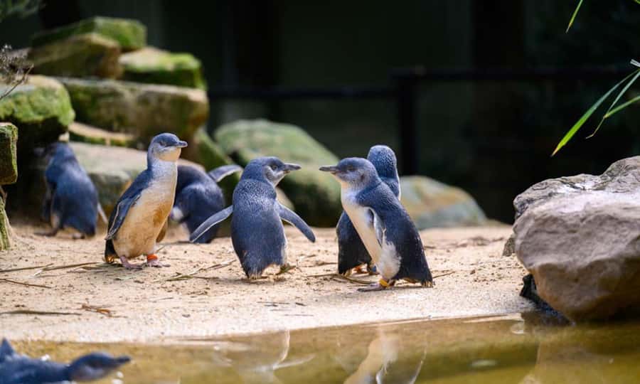 Private BlueMountains, ScenicWorld & AustralianWildlife Tour - Best fit: who this private Blue Mountains and wildlife day is for