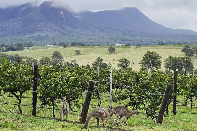 Private Hunter Valley Wine Tasting Tour from Sydney - Private transportation that actually adds comfort