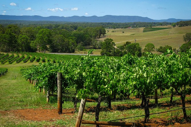 Private Luxury Tour: Tastes of the Hunter Valley - The morning ride from Sydney: comfort, timing, and fewer decisions