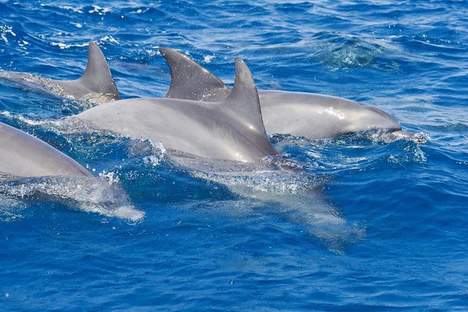Private Port Stephens Day Trip from Sydney incl Dolphin Cruise - Key Highlights You’ll Feel on the Day