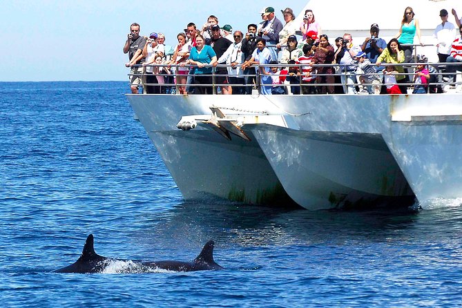 Private Port Stephens Day Trip from Sydney incl Dolphin Cruise - Driving Out of Sydney: Why the Morning Feels Worth It