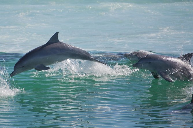 Private Port Stephens Day Trip from Sydney incl Dolphin Cruise - Nelson Bay Dolphin Cruise: The Main Event on the Water