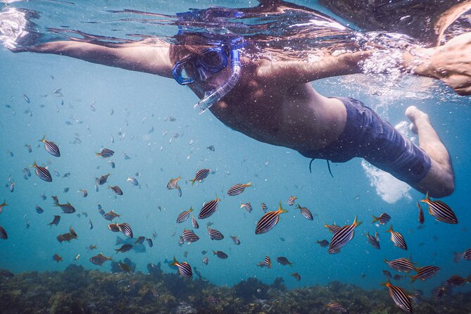 Private Snorkeling Tour In Sydney's Marine Reserve - Why Bronte-Coogee makes snorkeling feel easy