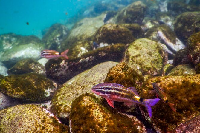 Private Snorkeling Tour In Sydney's Marine Reserve - Clovelly vs. Little Bay: the smart backup plan when conditions change
