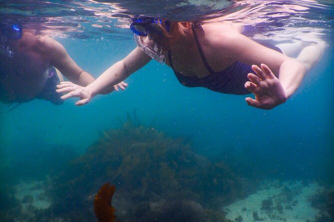 Private Snorkeling Tour In Sydney's Marine Reserve - Safety and comfort: gear fit, flotation aids, and first-aid training