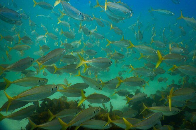 Private Snorkeling Tour In Sydney's Marine Reserve - The guide matters: Pipa’s patient, photo-friendly approach
