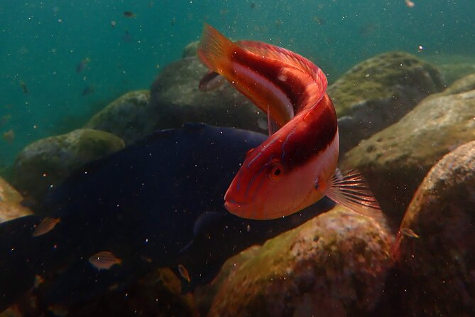 Private Snorkeling Tour In Sydney's Marine Reserve - Price and value: is $143.09 per person worth it?