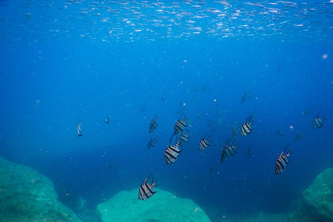Private Snorkeling Tour In Sydney's Marine Reserve - Who should book this private snorkeling tour (and who might skip it)