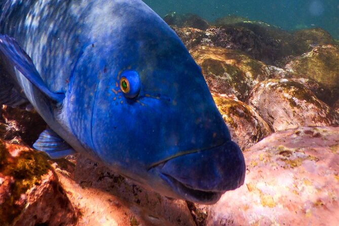 Private Snorkeling Tour In Sydney's Marine Reserve - The 1.5-hour plan: what happens from start to splash