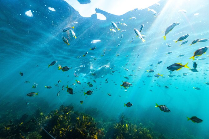 Private Sydney Snorkeling Experience: Explore Cabbage Tree Bay - Key highlights you’ll care about