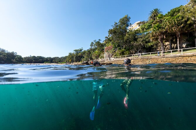 Private Sydney Snorkeling Experience: Explore Cabbage Tree Bay - Price and value: what $121.93 buys you