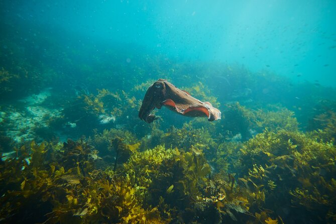 Private Sydney Snorkeling Experience: Explore Cabbage Tree Bay - What wildlife spotting actually looks like in real conditions