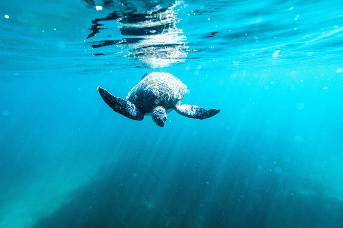Private Sydney Snorkeling Experience: Explore Cabbage Tree Bay - Who this tour fits best (and who should skip it)