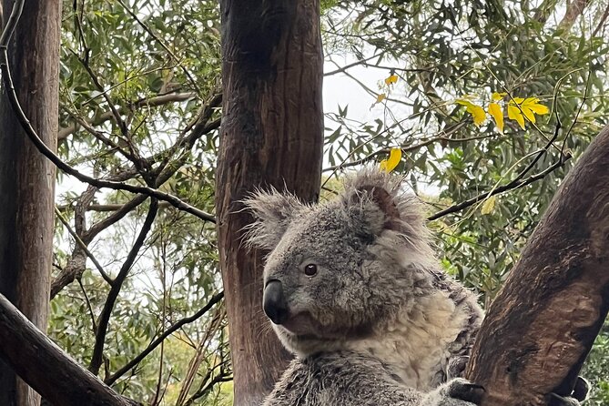 Private Tour Blue Mountains Day Adventure Wildlife + River Cruise - Key highlights you’ll actually feel