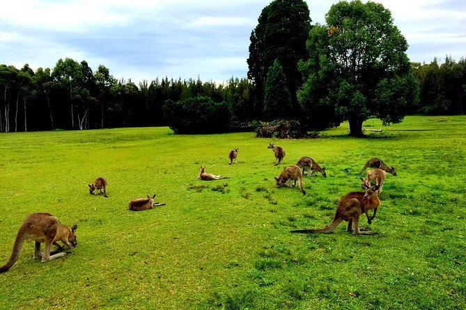 Private Tour Blue Mountains Day Adventure Wildlife + River Cruise - Why this private 4WD Blue Mountains day feels different