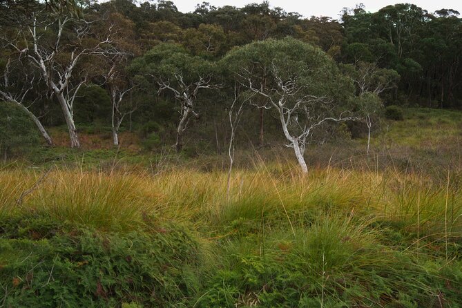 Private Tour Blue Mountains Day Adventure Wildlife + River Cruise - The river ferry stop: a calmer break in the middle