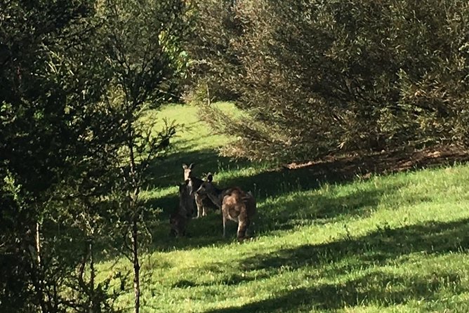 Private Tour Blue Mountains Day Adventure Wildlife + River Cruise - Survival skills (optional): small add-on, big confidence boost