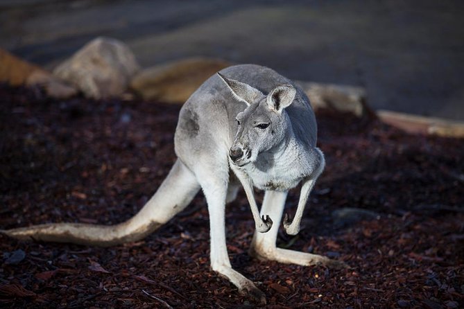 Private Tour: Blue Mountains Day Trip from Sydney - Calmsley Hill City Farm: the animal encounter that actually feels close