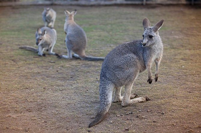 Private Tour: Blue Mountains Day Trip from Sydney - Private pickup, private pace: how the vehicle changes the day