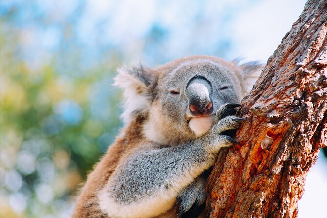 Private Wildlife Waterfalls and Wine Day Tour from Sydney - Key points to know before you go