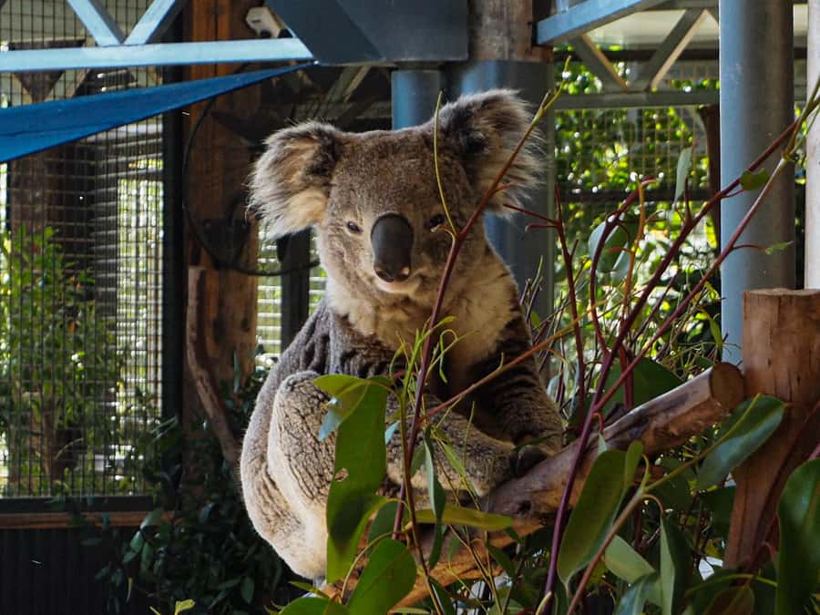 Roos, Blues & Views - Blue Mountains Day Tour w Lunch - Price and Value: Why $159 Can Make Sense for a Full Day