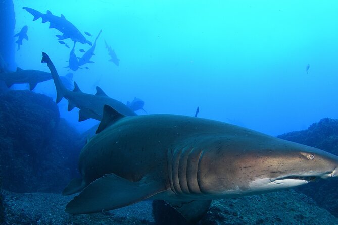 Scuba Dive With Grey Nurse Sharks in Bushrangers Bay - Quick highlights
