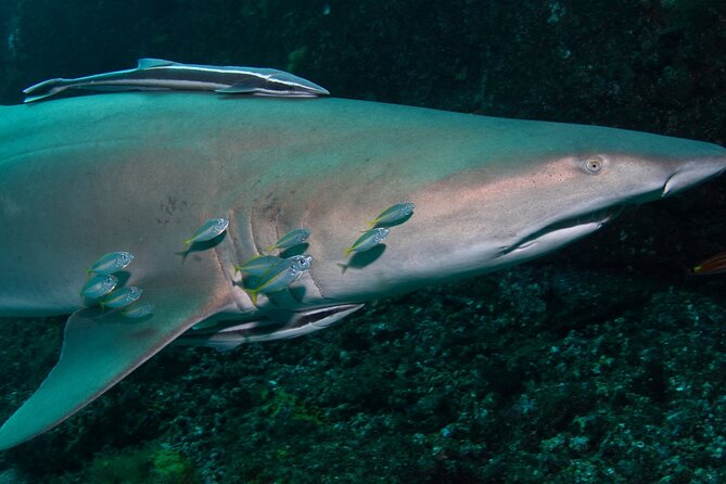 Scuba Dive With Grey Nurse Sharks in Bushrangers Bay - Bondi Road to Shellharbour: the early start setup