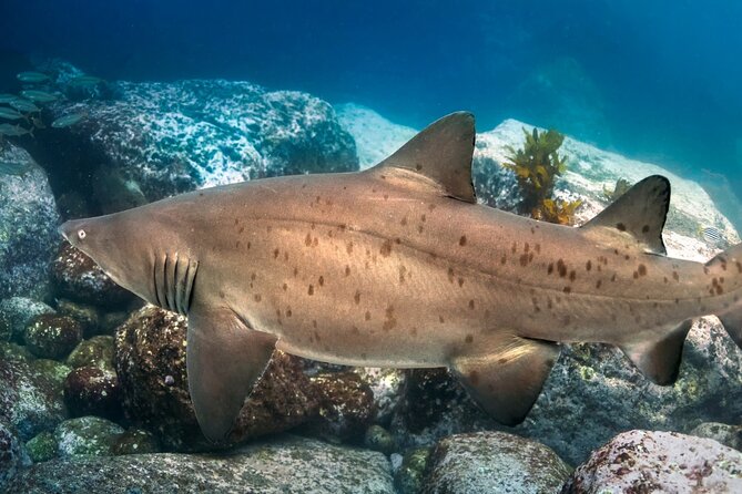 Scuba Dive With Grey Nurse Sharks in Bushrangers Bay - Gear fitting and calm coaching before you hit the water