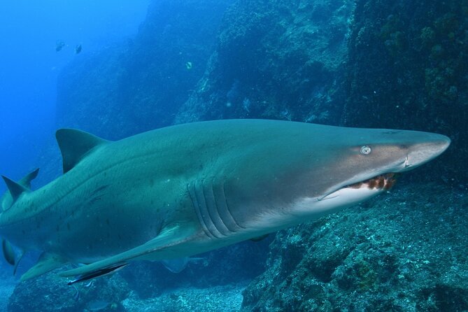 Scuba Dive With Grey Nurse Sharks in Bushrangers Bay - What the itinerary feels like: two guided shore sessions
