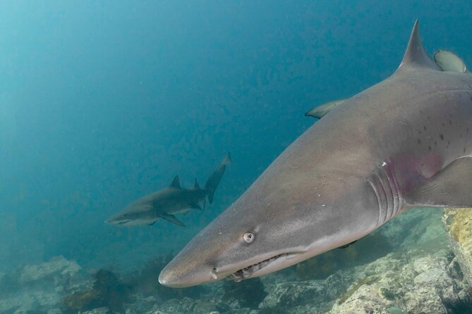 Scuba Dive With Grey Nurse Sharks in Bushrangers Bay - Small groups that keep your focus where it belongs