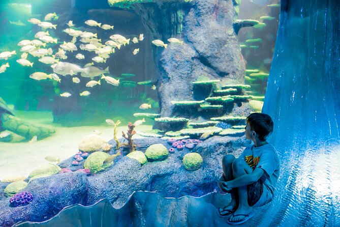 SEA LIFE Sydney Aquarium Entrance Ticket - Dugong Island and Pig: why this exhibit tends to stick with people