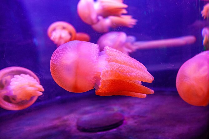 SEA LIFE Sydney Aquarium Entrance Ticket - Crowd reality: how to make the most of a busy day