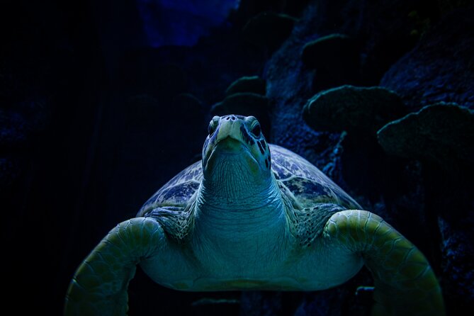 SEA LIFE Sydney Aquarium Entrance Ticket - How long to plan and who this ticket suits best
