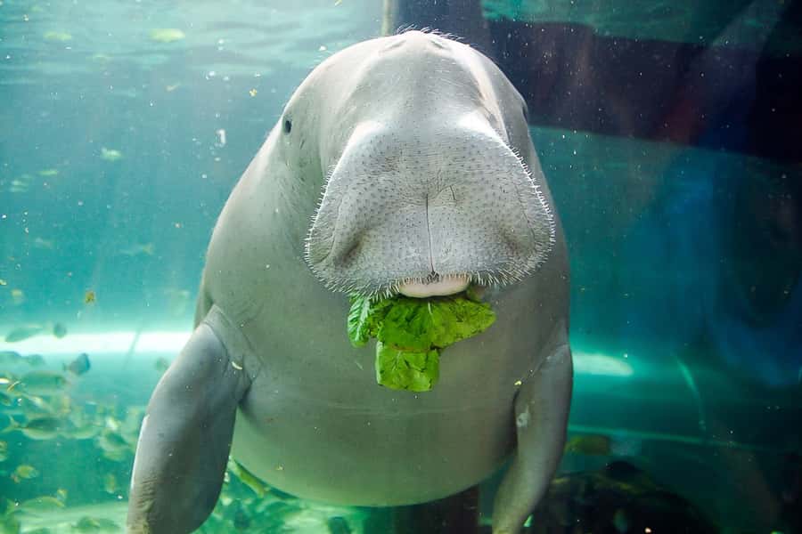 SEA LIFE Sydney Aquarium Entry Ticket - Key highlights to zero in on