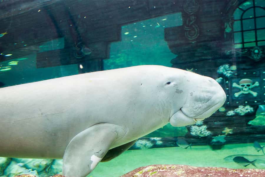 SEA LIFE Sydney Aquarium Entry Ticket - Penguins in the Southern Oceans and sea-horse moments